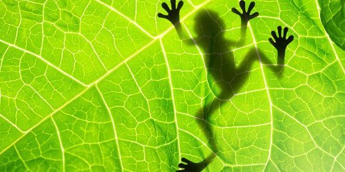 A fronteira da célula